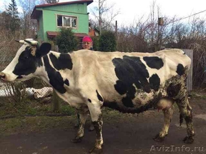 Продаю породистую корову (30л.молока/день) - Изображение #2, Объявление #1563055