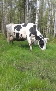 Деревенское парное коровье молоко. - Изображение #1, Объявление #1565359