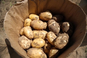 Картофель свежий урожай 2020 года  - Изображение #1, Объявление #1685245
