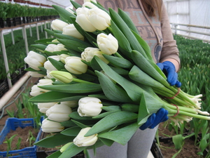 Тюльпаны-выгонка к 8 Марта,14 февраля - Изображение #4, Объявление #1363646