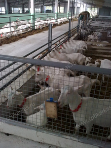 оборудование для содержания молочных коз овец баранов - Изображение #4, Объявление #452379