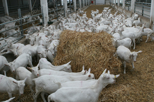 оборудование для содержания молочных коз овец баранов - Изображение #2, Объявление #452379