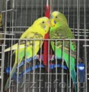 Птенцы Кореллы и Волнистых попугаев - Изображение #1, Объявление #239